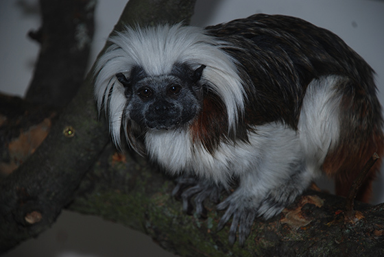 Tamarin-pinci1.jpg