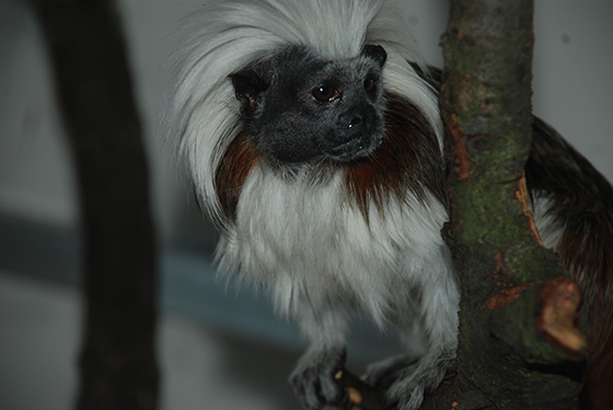 Tamarin-pinci2.jpg