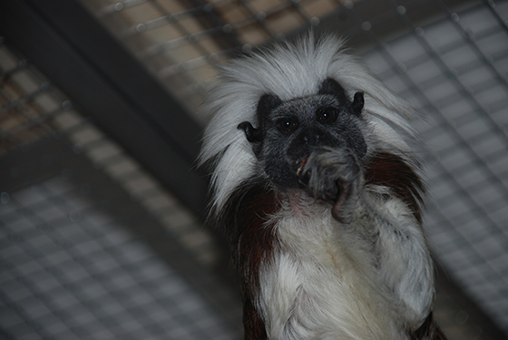 Tamarin-pinci3.jpg