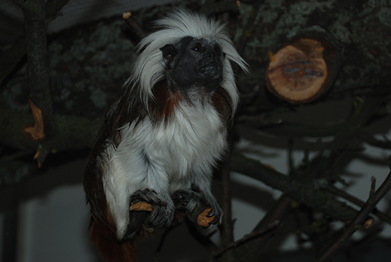 Tamarin-pinci5.jpg