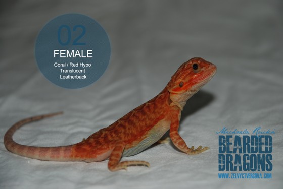 female-02.2.jpg