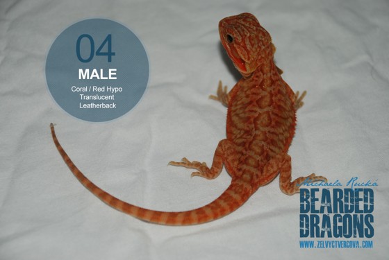 male-04.1.jpg