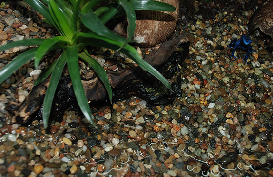 paludarium5.jpg