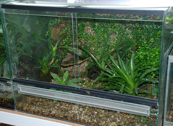 paludarium7.jpg